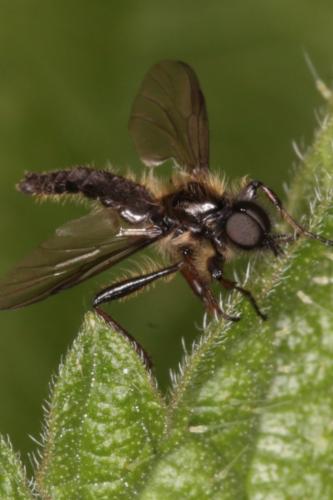 Réf. 277 872 : Bibio lanigerus